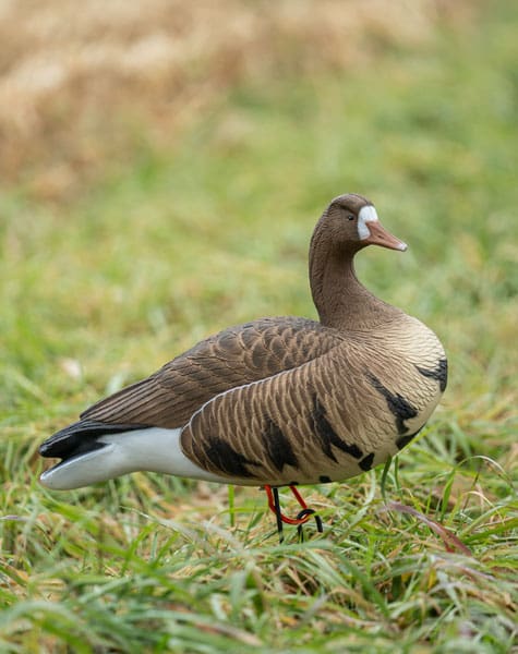 full body specklebelly decoy close up