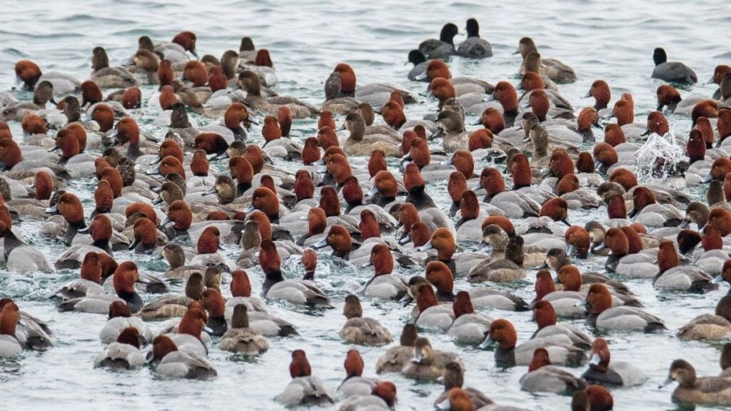 Big Water Ducks