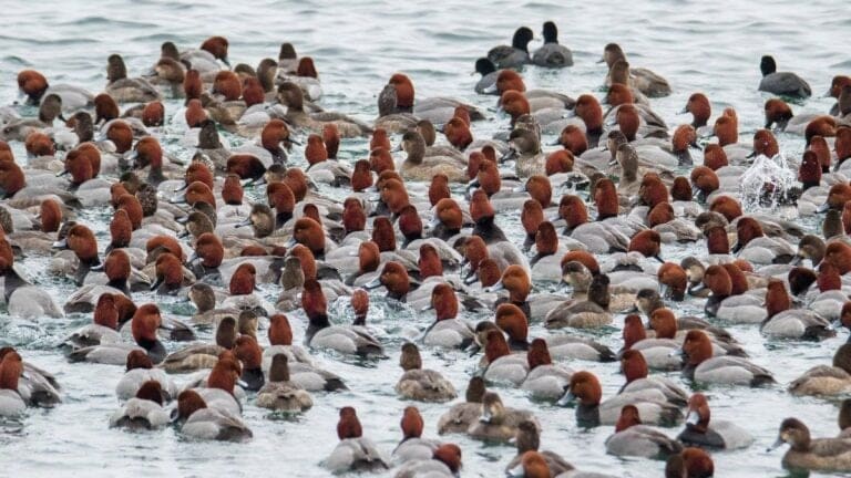 Big Water Ducks