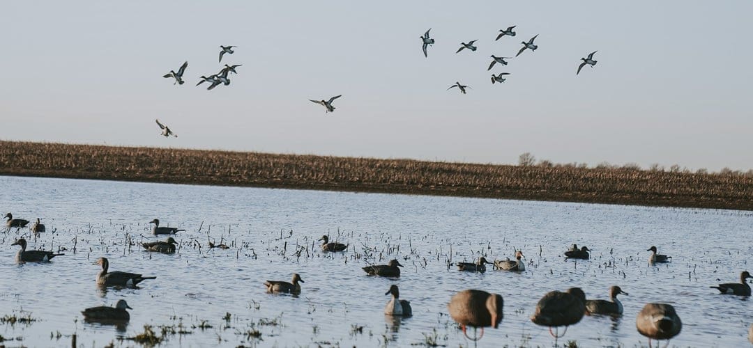 Nwtf Hunt Giveaway