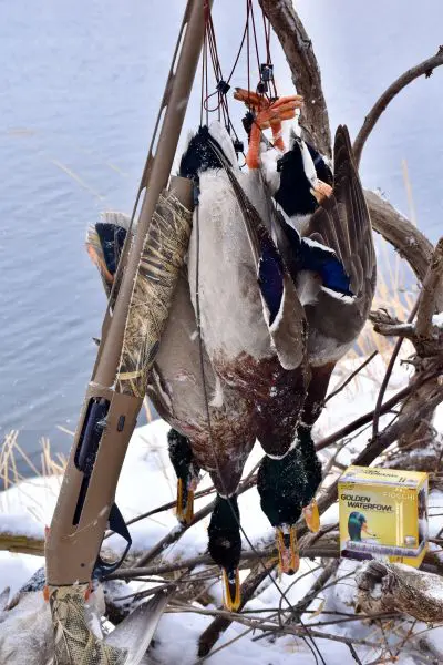 The Ultimate Waterfowl Gun