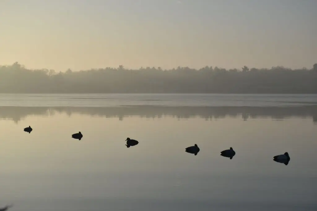 Cottage Ducks