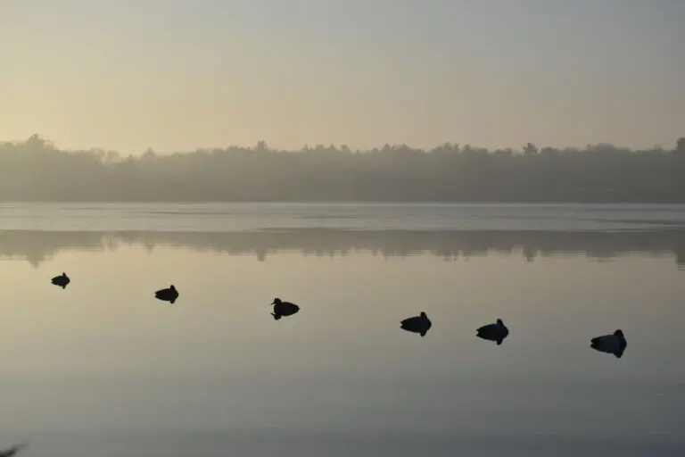 Cottage Ducks