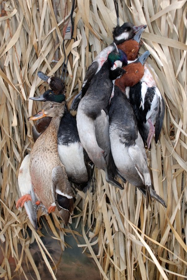 Cottage Ducks