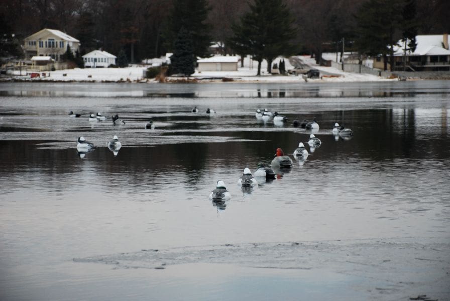 Cottage Ducks