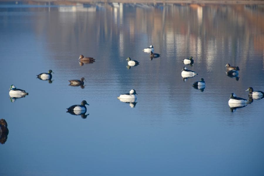 Cottage Ducks