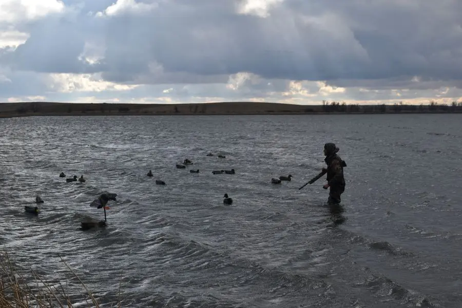 Giddy About Gadwall