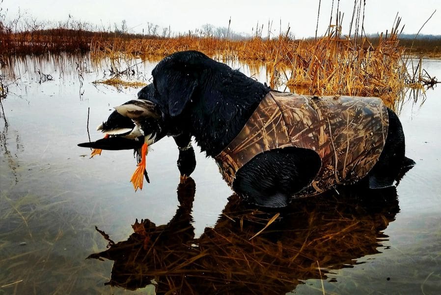 Waterfowl Prep