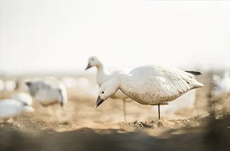 Meet The Future Of Snow Goose Hunting