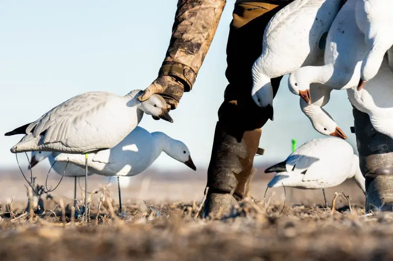 Meet The Future Of Snow Goose Hunting