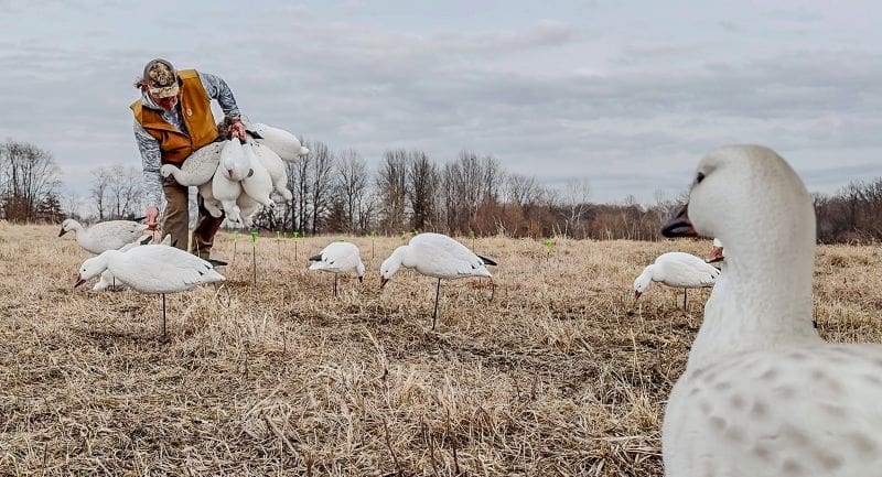 Light Goose Conservation Order