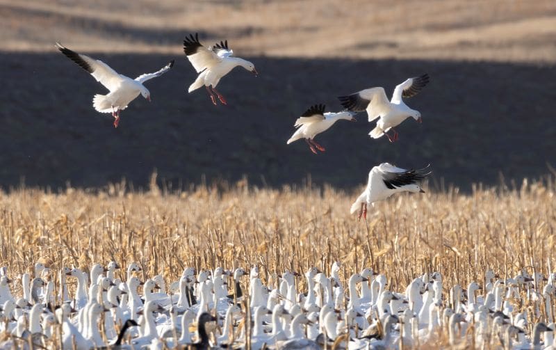 Light Goose Conservation Order
