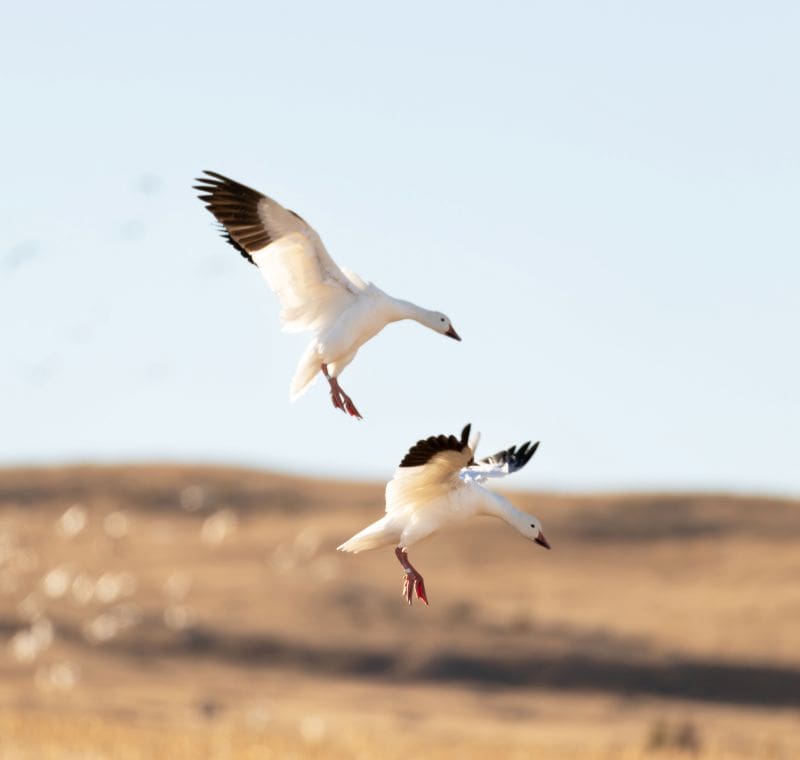 Light Goose Conservation Order