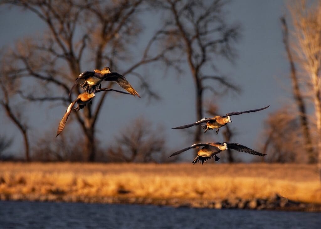 Deserving Of A Spot In Your Decoy Spread