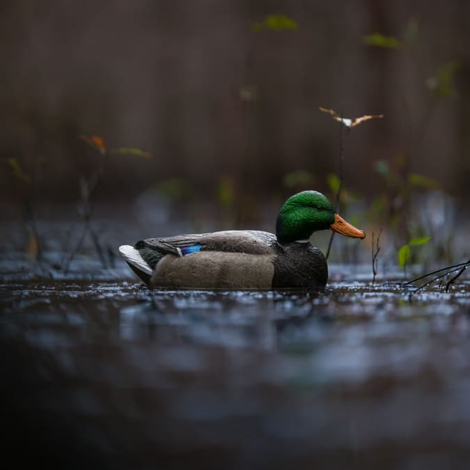 single decoy