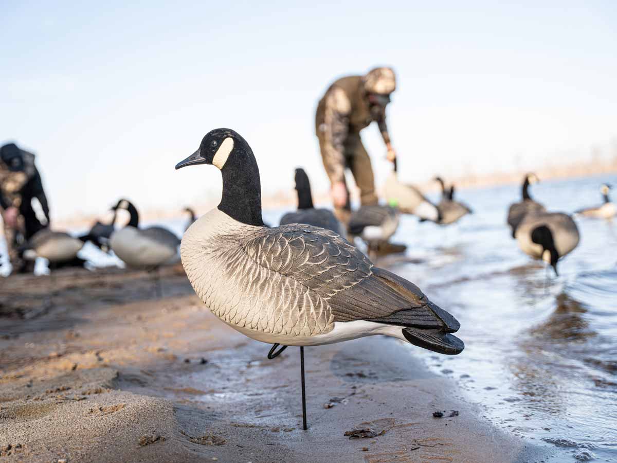 Close up of a Hardcore Canada goose decoy showing the flocked head and feather detail