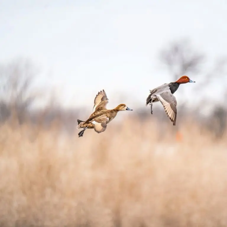The Duck That Steals The Room