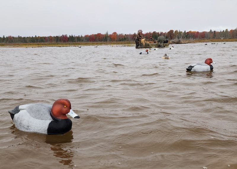 The Duck That Steals The Room