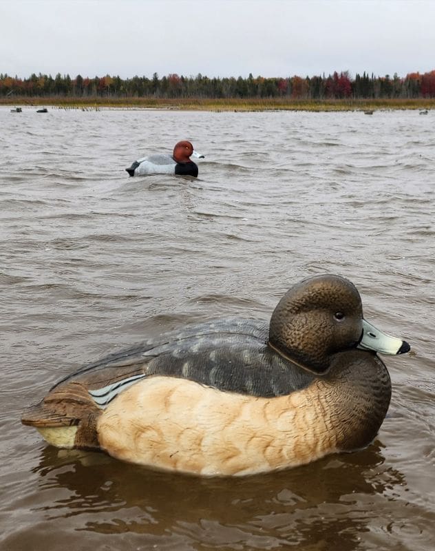 The Duck That Steals The Room