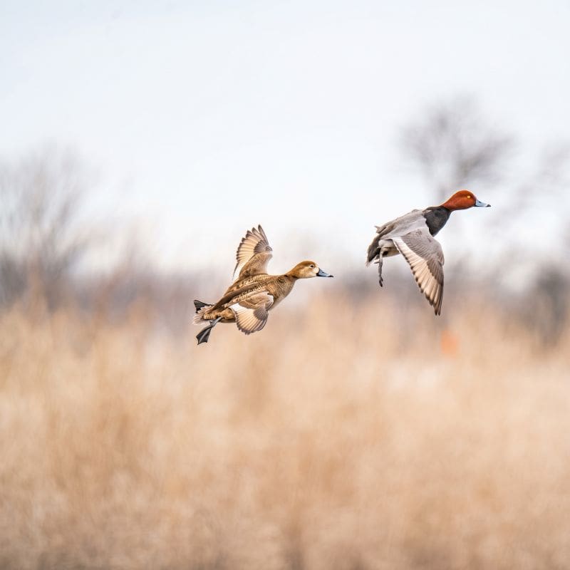 The Duck That Steals The Room