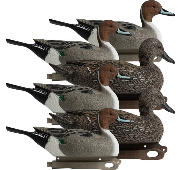 Some Ducks Are Meant To Be Displayed