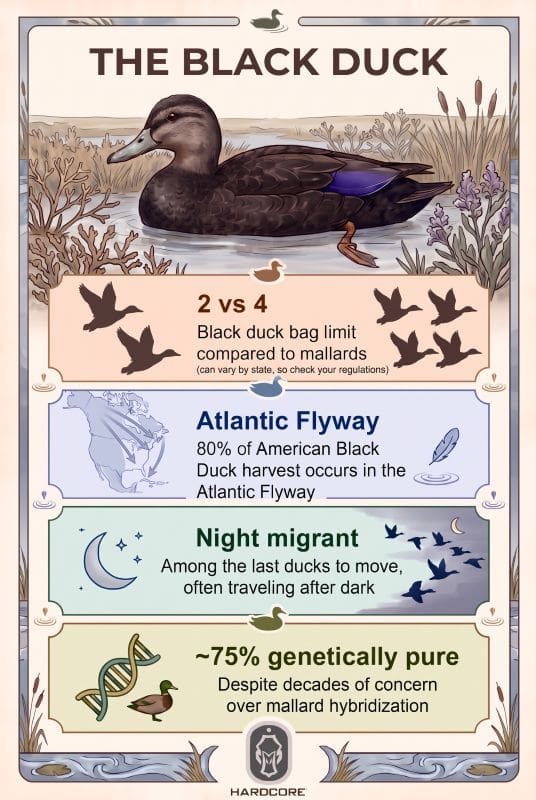 A Duck Worth Talking About