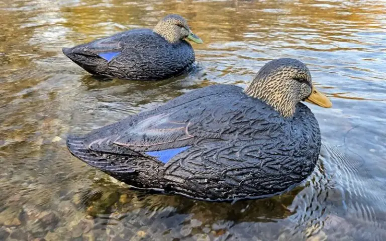 A Duck Worth Talking About