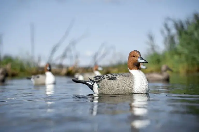 Some Ducks Are Meant To Be Displayed