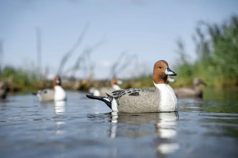 Some Ducks Are Meant To Be Displayed