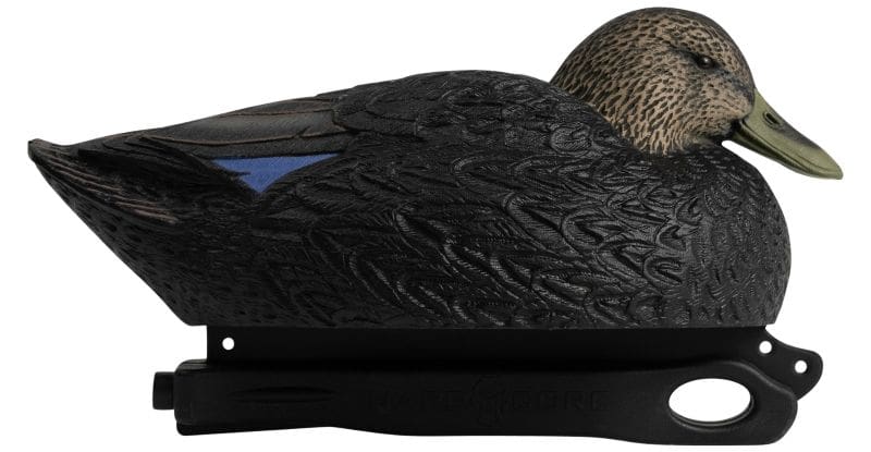 A Duck Worth Talking About