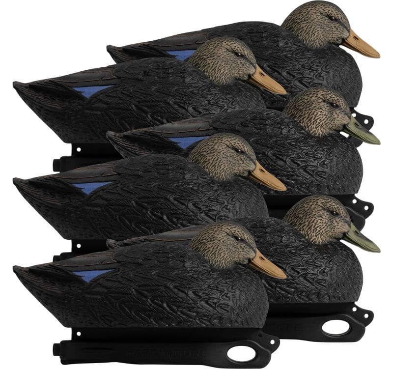 A Duck Worth Talking About