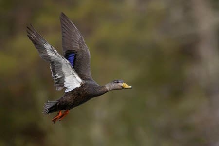 A Duck Worth Talking About