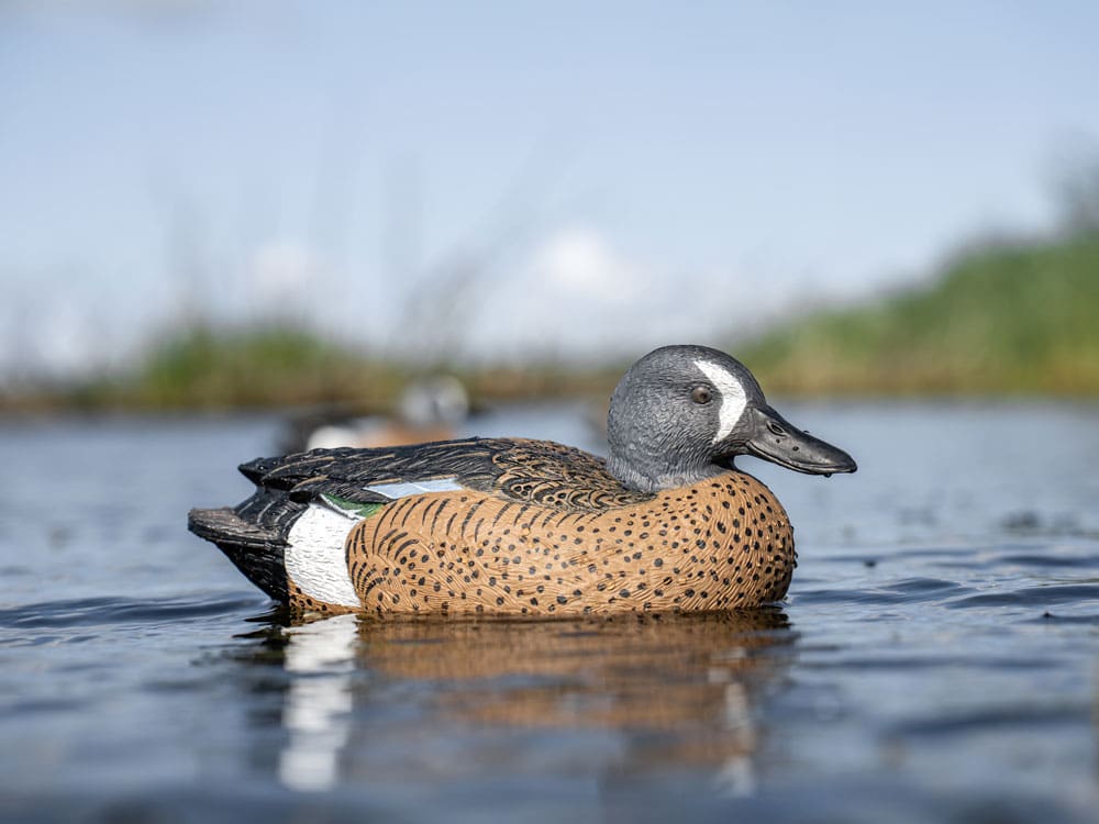 Hardcore Rugged Series blue-winged teal drake decoy on the water