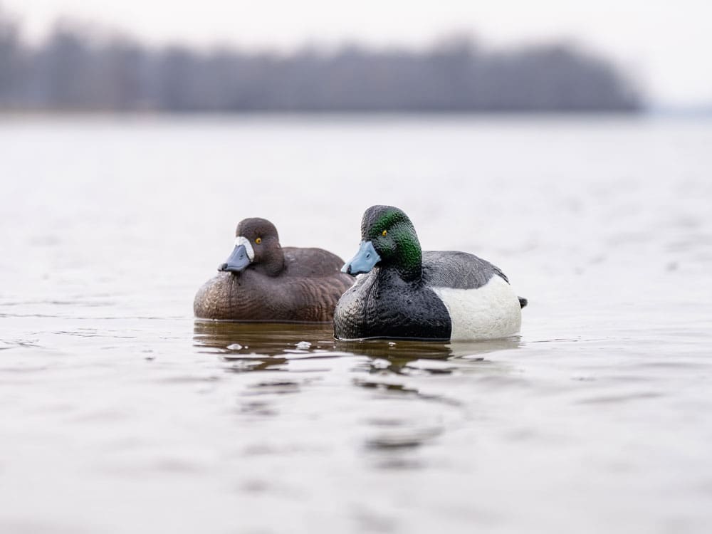 Hardcore Rugged Series bluebill drake and hen decoys on open water