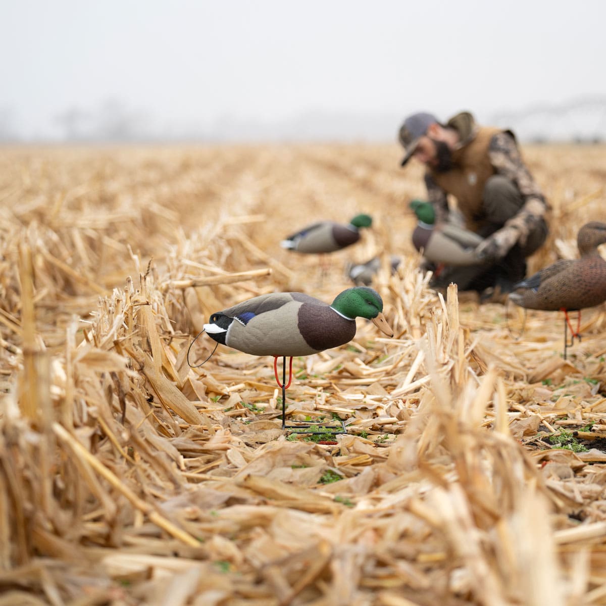 Hunter setting Hardcore Full Body Mallard decoys in a cut cornfield