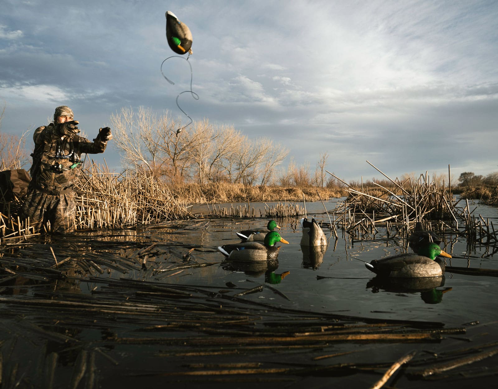 Hunter tossing a mallard decoy into a cattail marsh at sunrise with Hardcore mallard decoys on the water