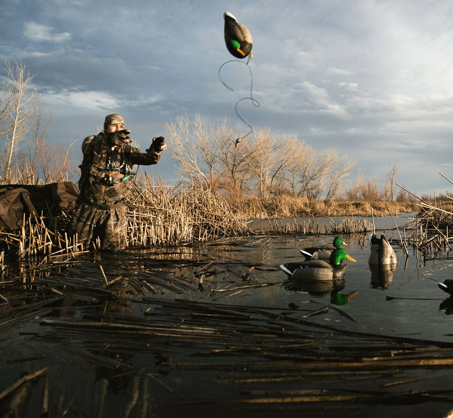 Hunter tossing a mallard decoy into a cattail marsh at sunrise with Hardcore mallard decoys on the water