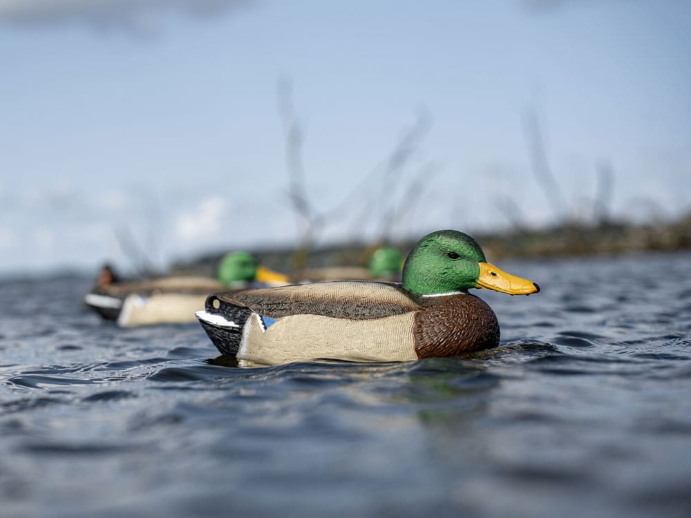 Hardcore Field Series mallard floater decoys on open water
