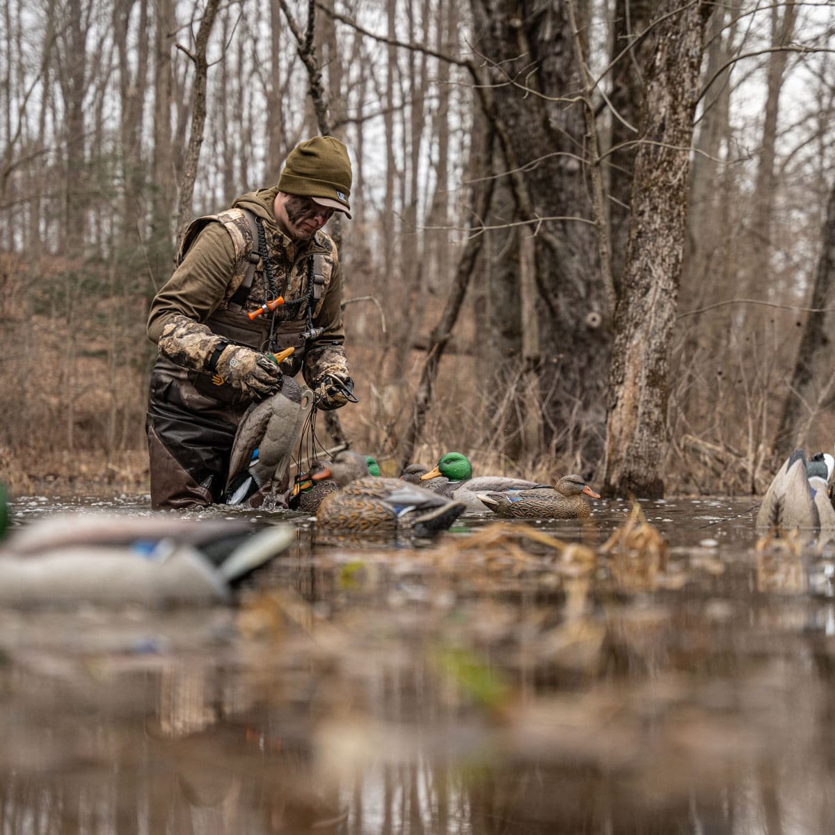Hunter setting Hardcore mallard decoys in flooded timber