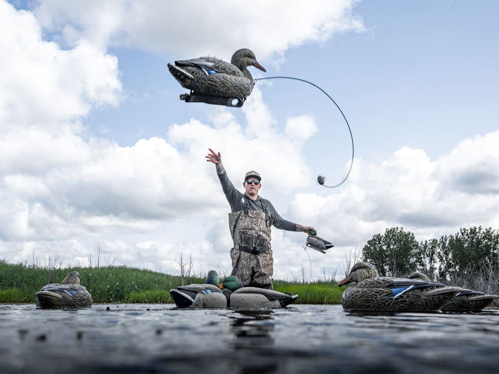 Hardcore hen mallard decoy in mid-air as a hunter throws it out on its rig