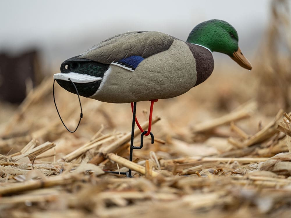 Hardcore Rugged Series Full Body Mallard decoy on a TruMotion 2.0 stake in a cut field