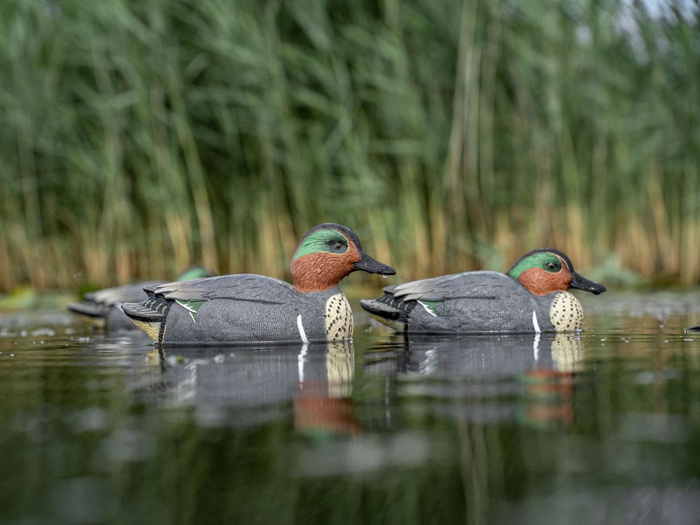 Hardcore Rugged Series green-winged teal decoys in front of reeds