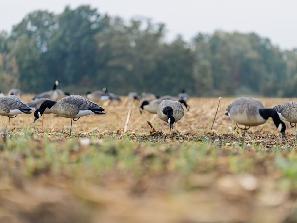 Hardcore Rugged Series full body Canada goose feeder decoys in a field