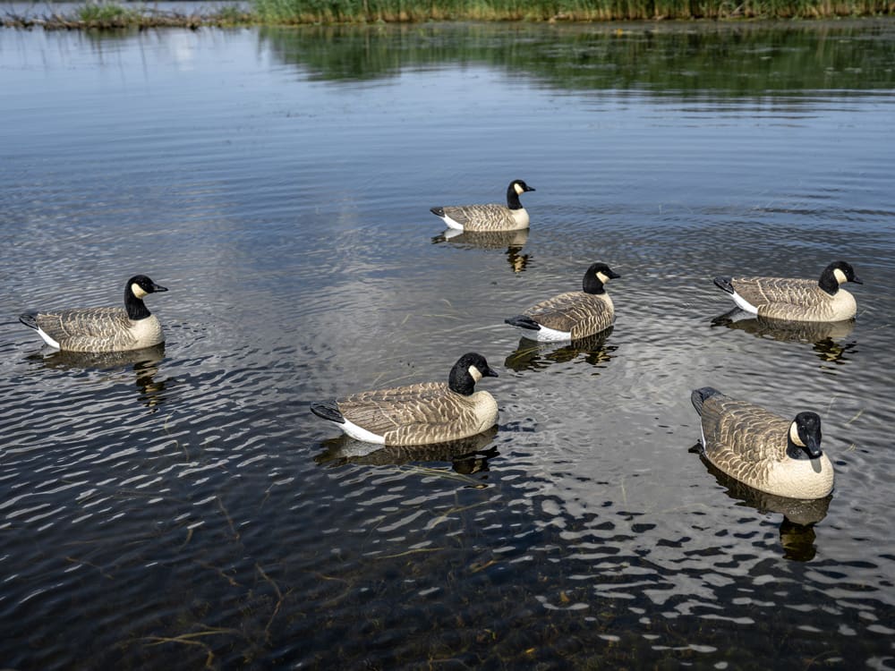 Hardcore Rugged Series Lesser Canada floater decoys on open water
