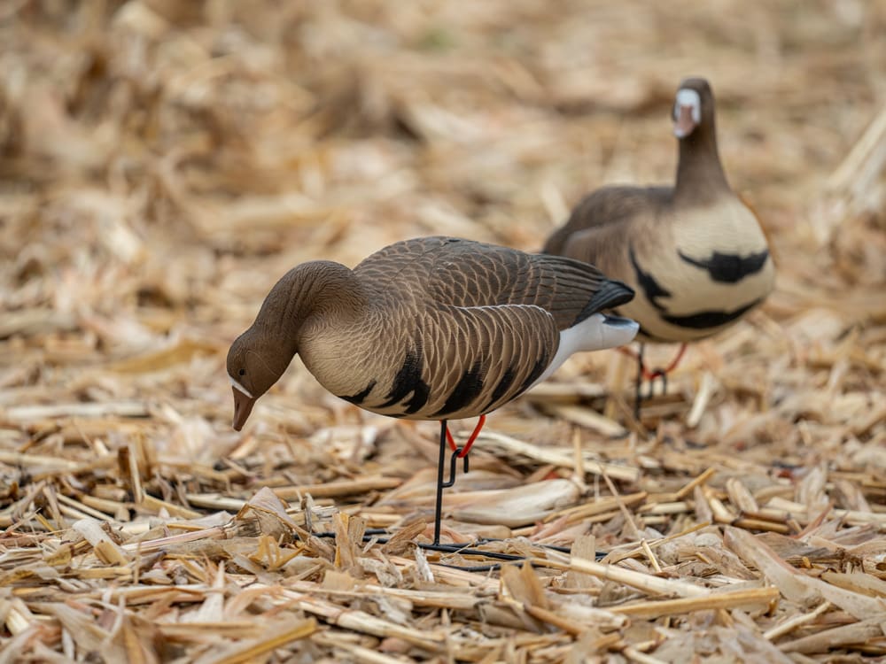 specklebelly full body decoy in a cut corn field
