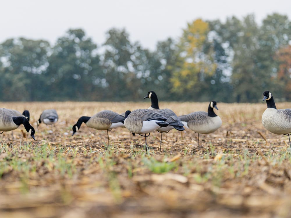 Hardcore Rugged Series full body Canada goose Touchdown decoys in a field