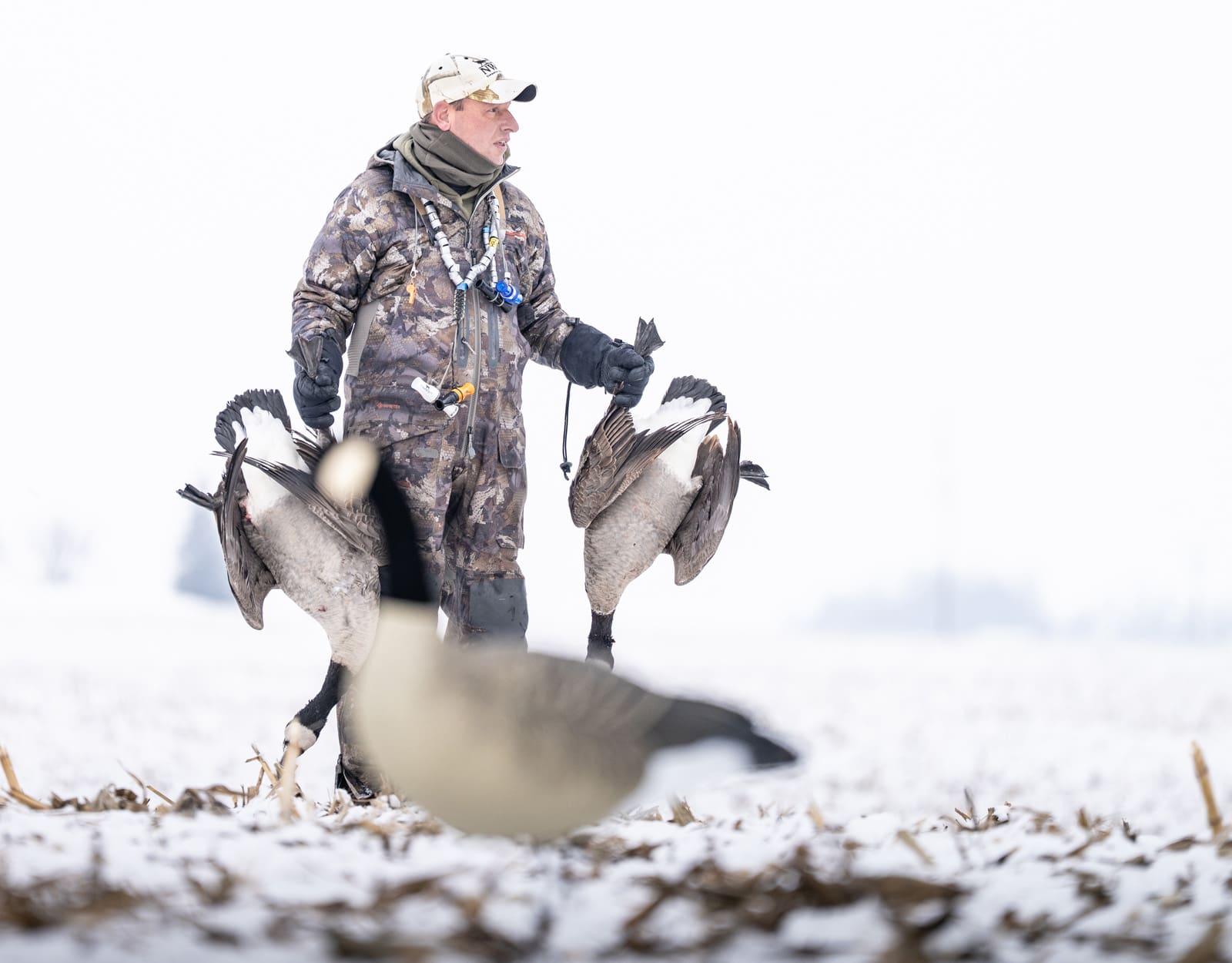 Hunter carrying two Canada geese through snow covered corn stubble with a Hardcore full body decoy in the foreground