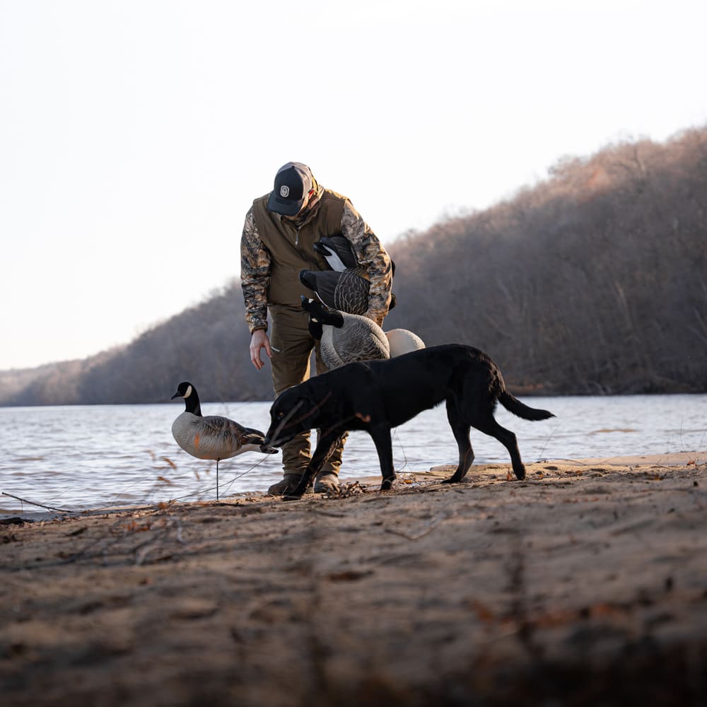 Hunter and a black lab setting Canada goose decoys on a river sandbar at last light