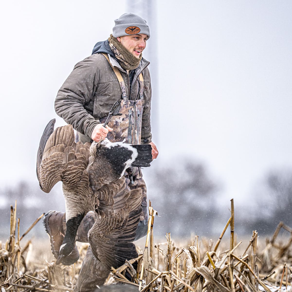 Hunter walking a harvested Canada goose through cut corn stubble with full body decoys in the foreground