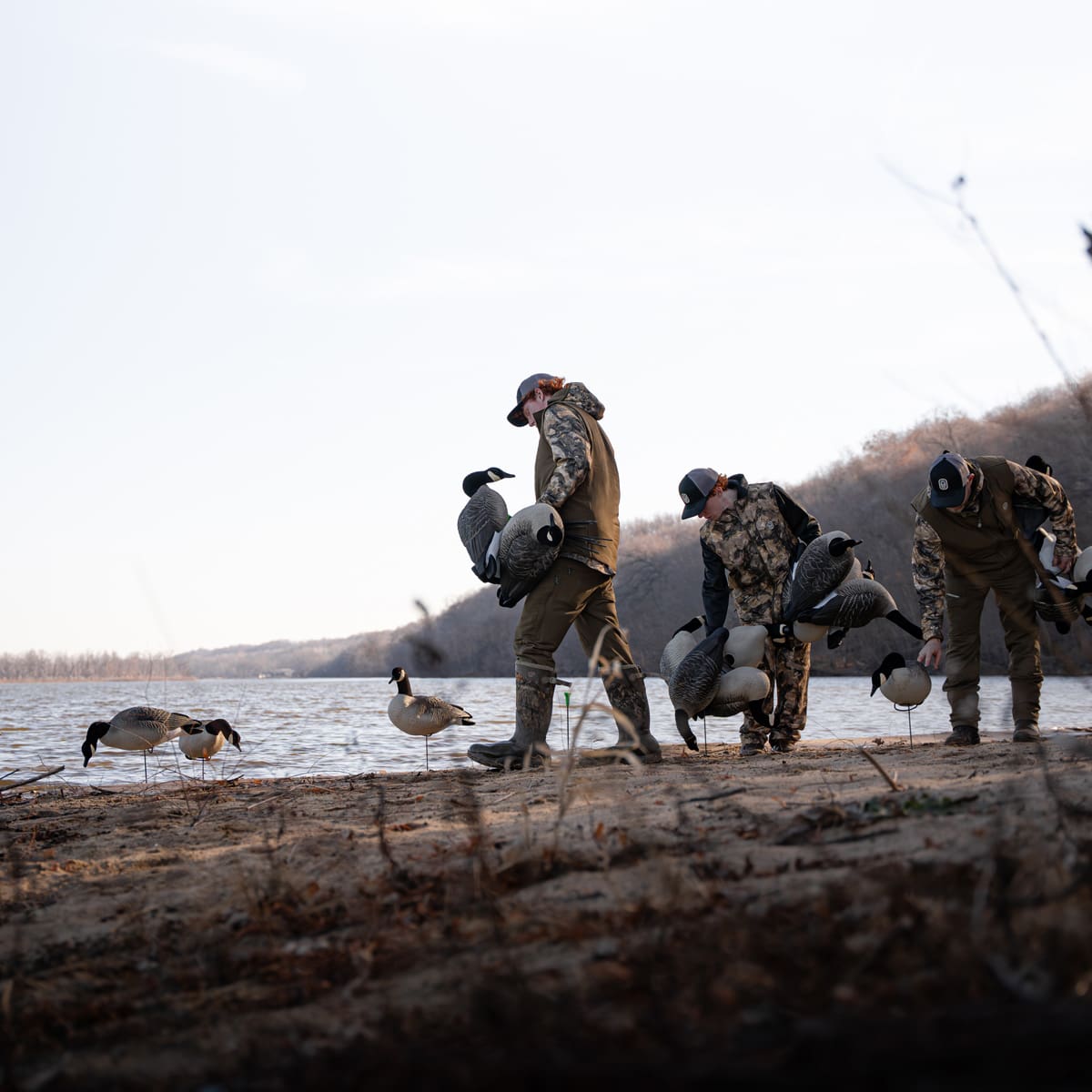 Hunters setting Hardcore full body Canada goose decoys on a river sandbar